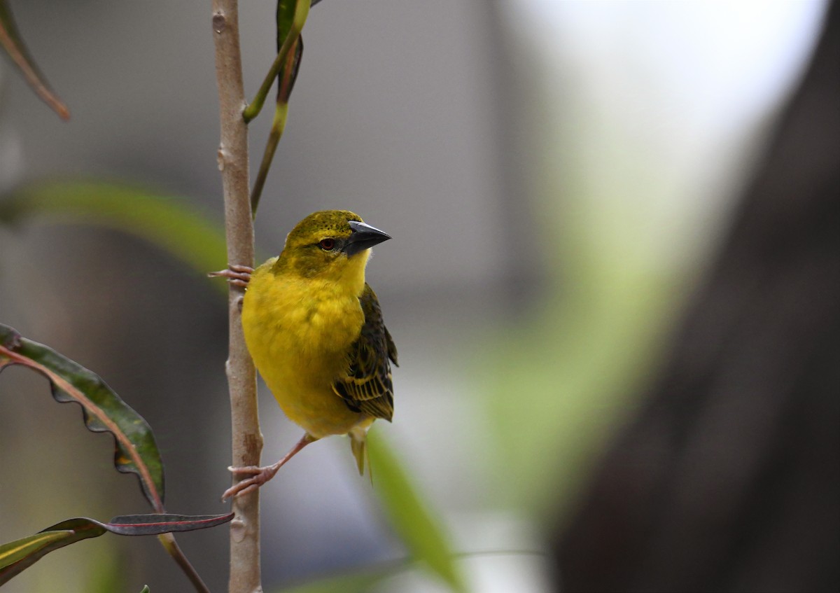 Village Weaver - Fernando Manteiga