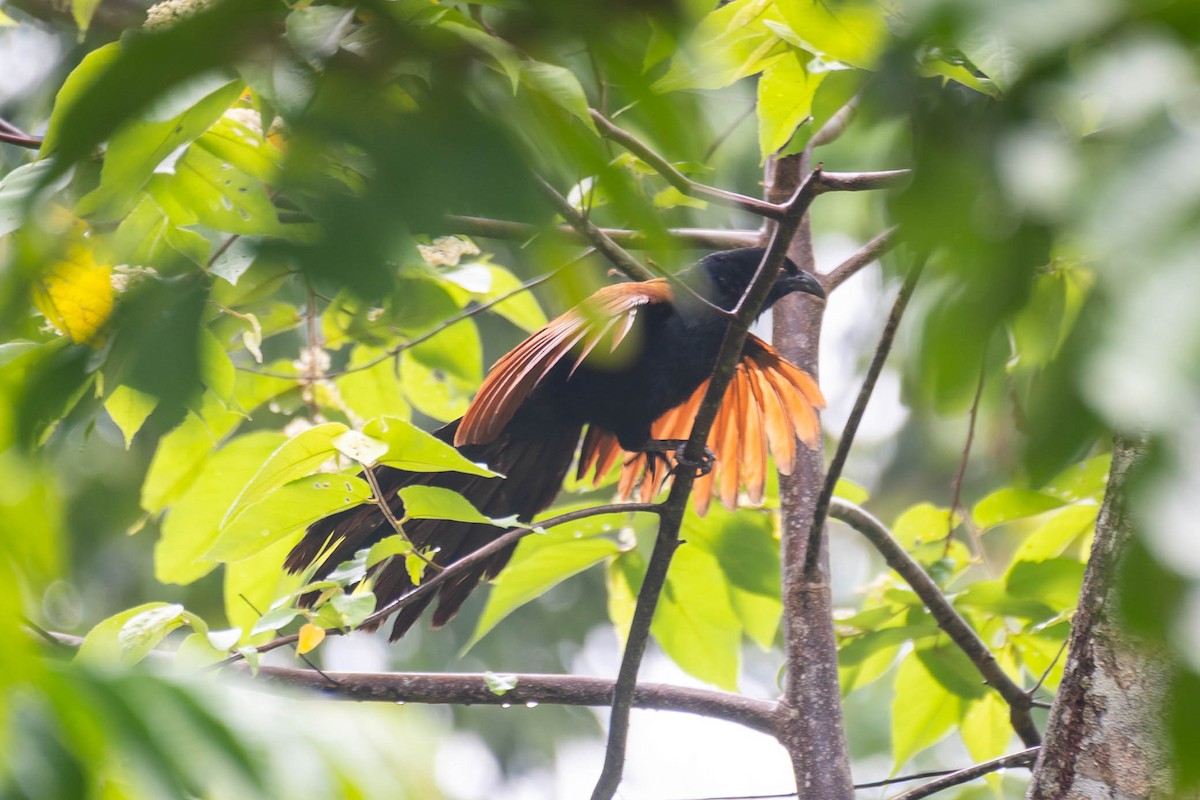 Greater Coucal - ML624185178