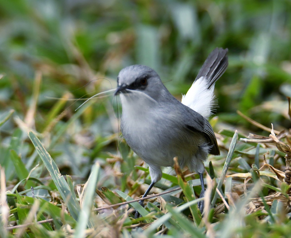 Mauritius Gray White-eye - ML624185182