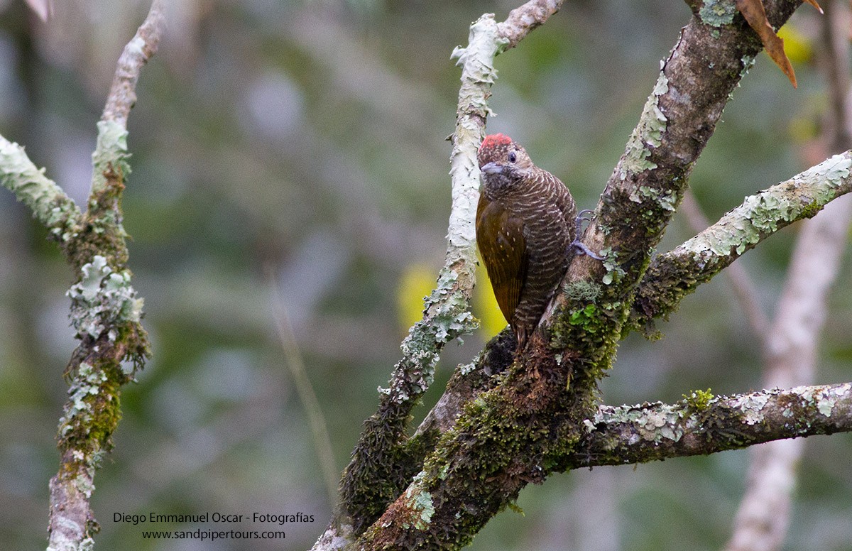 Dot-fronted Woodpecker - ML624185188