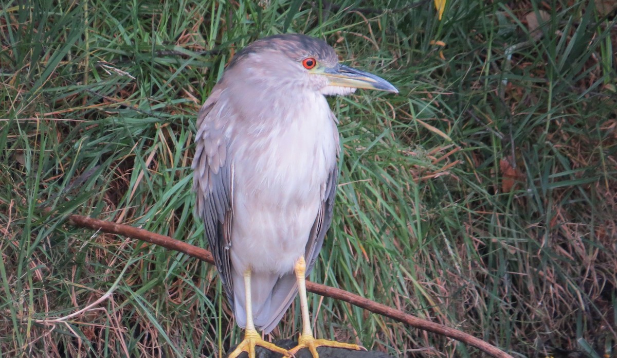 Black-crowned Night Heron - ML624185194