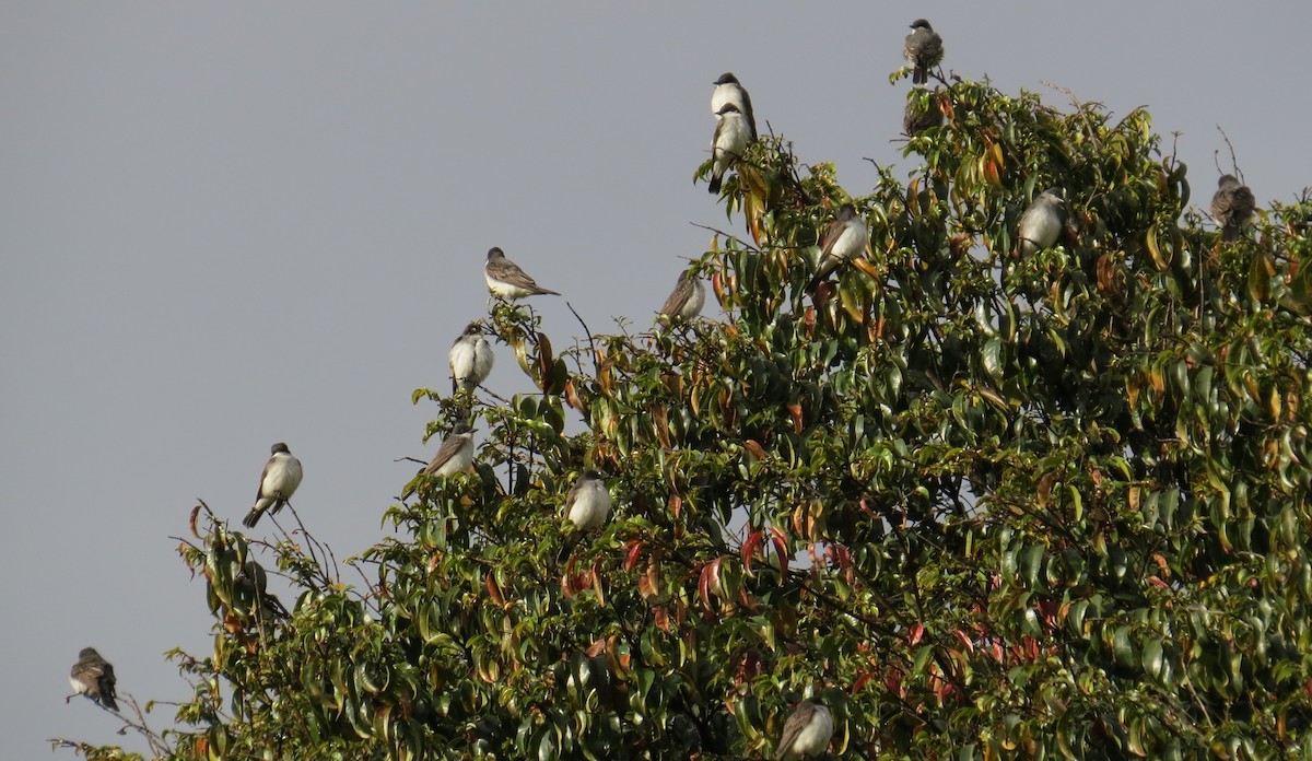 Eastern Kingbird - ML624185196