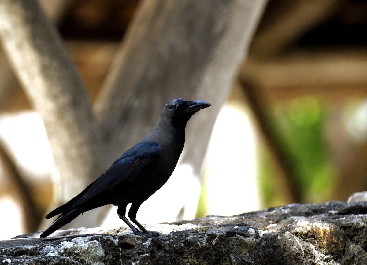 House Crow - ML624185203