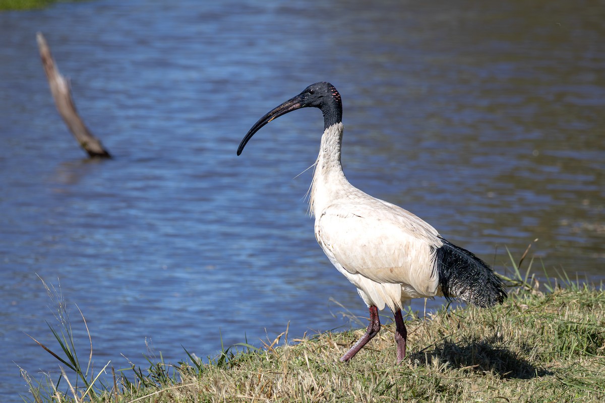 Australian Ibis - ML624185204