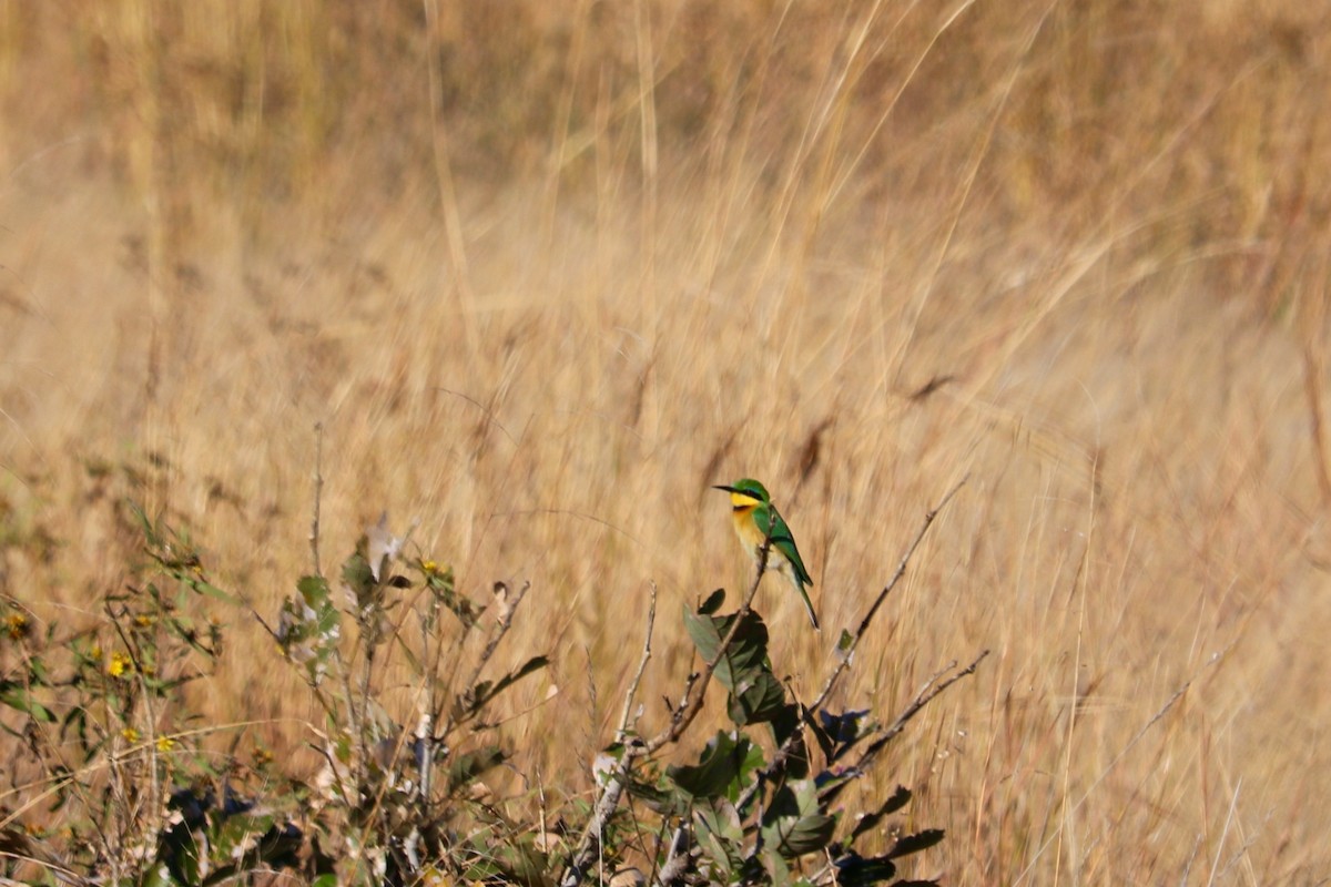 Little Bee-eater - ML62418521