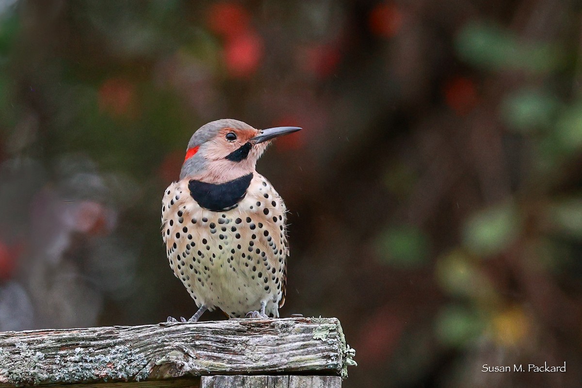 Northern Flicker - ML624185223