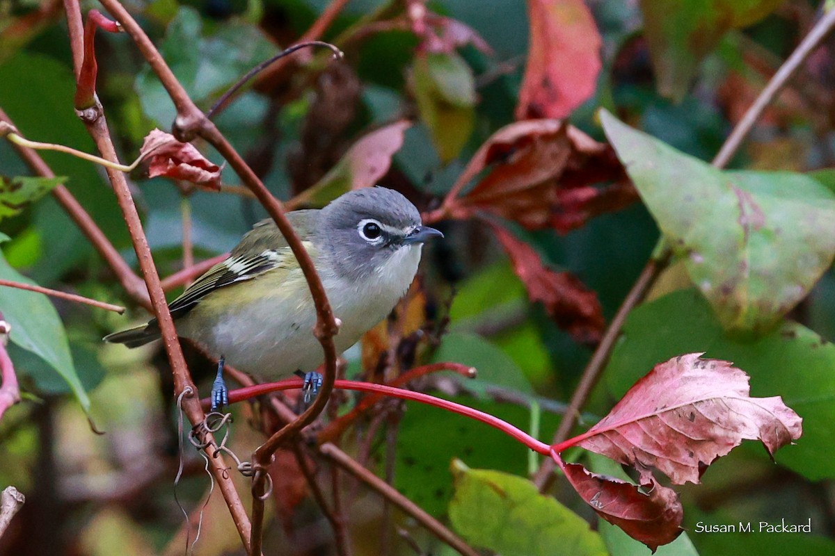 Blue-headed Vireo - ML624185236