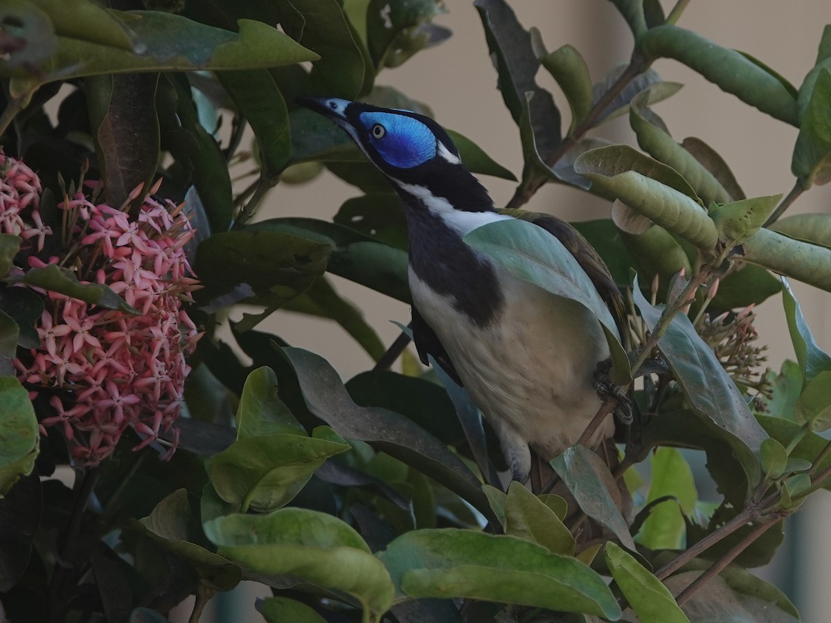 Blue-faced Honeyeater - ML624185238