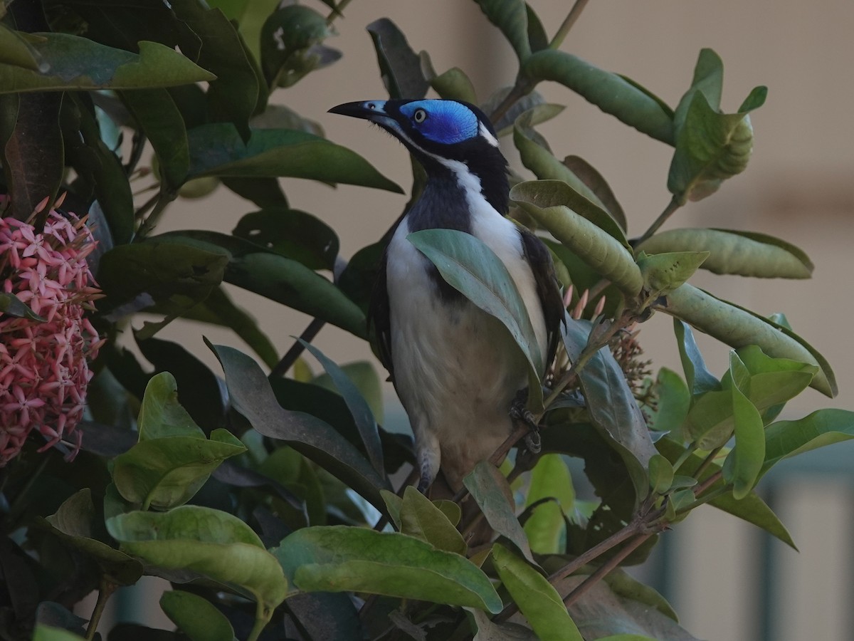 Blue-faced Honeyeater - ML624185239