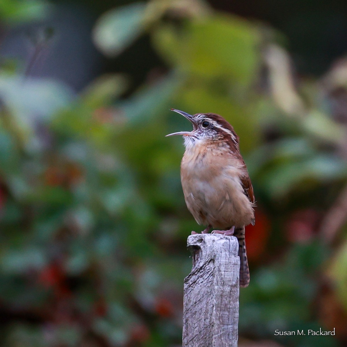 Carolina Wren - Susan Packard