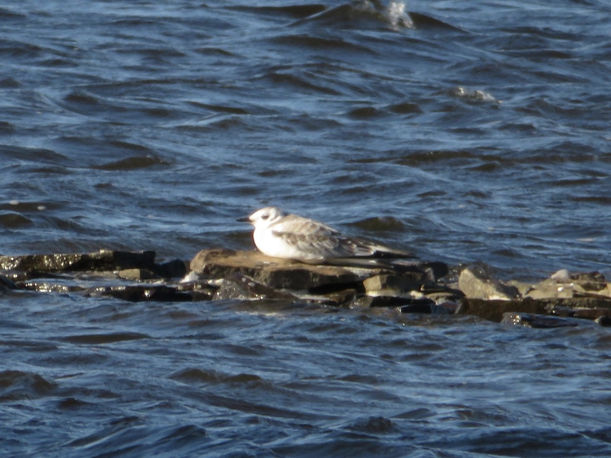 Bonaparte's Gull - ML624185250