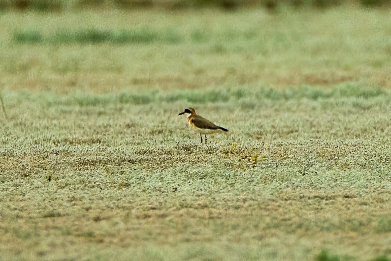 Greater Sand-Plover - ML624185252