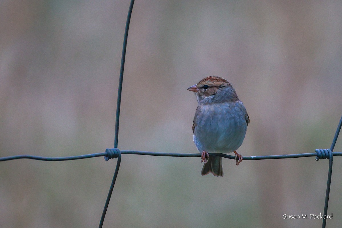 Chipping Sparrow - ML624185253