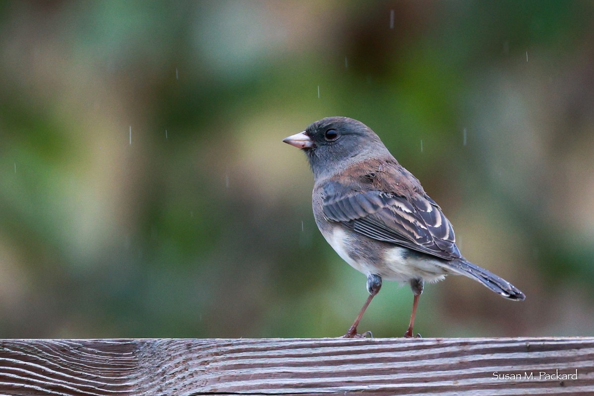 Dark-eyed Junco - ML624185256