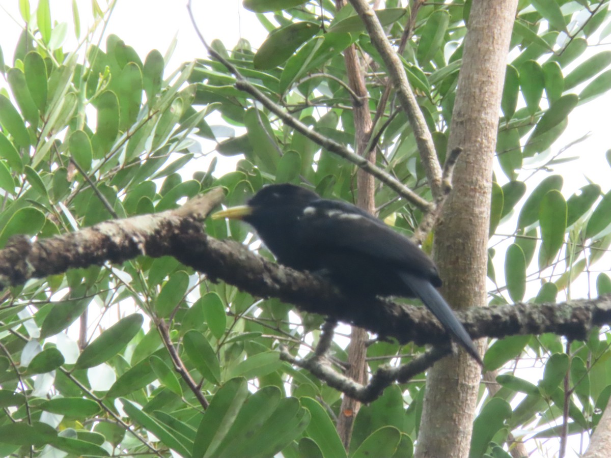 Yellow-billed Nunbird - ML624185257