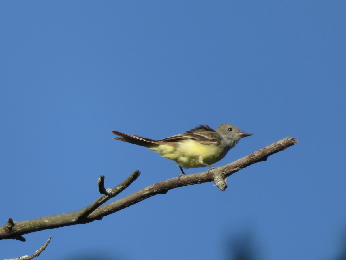 Great Crested Flycatcher - ML624185267