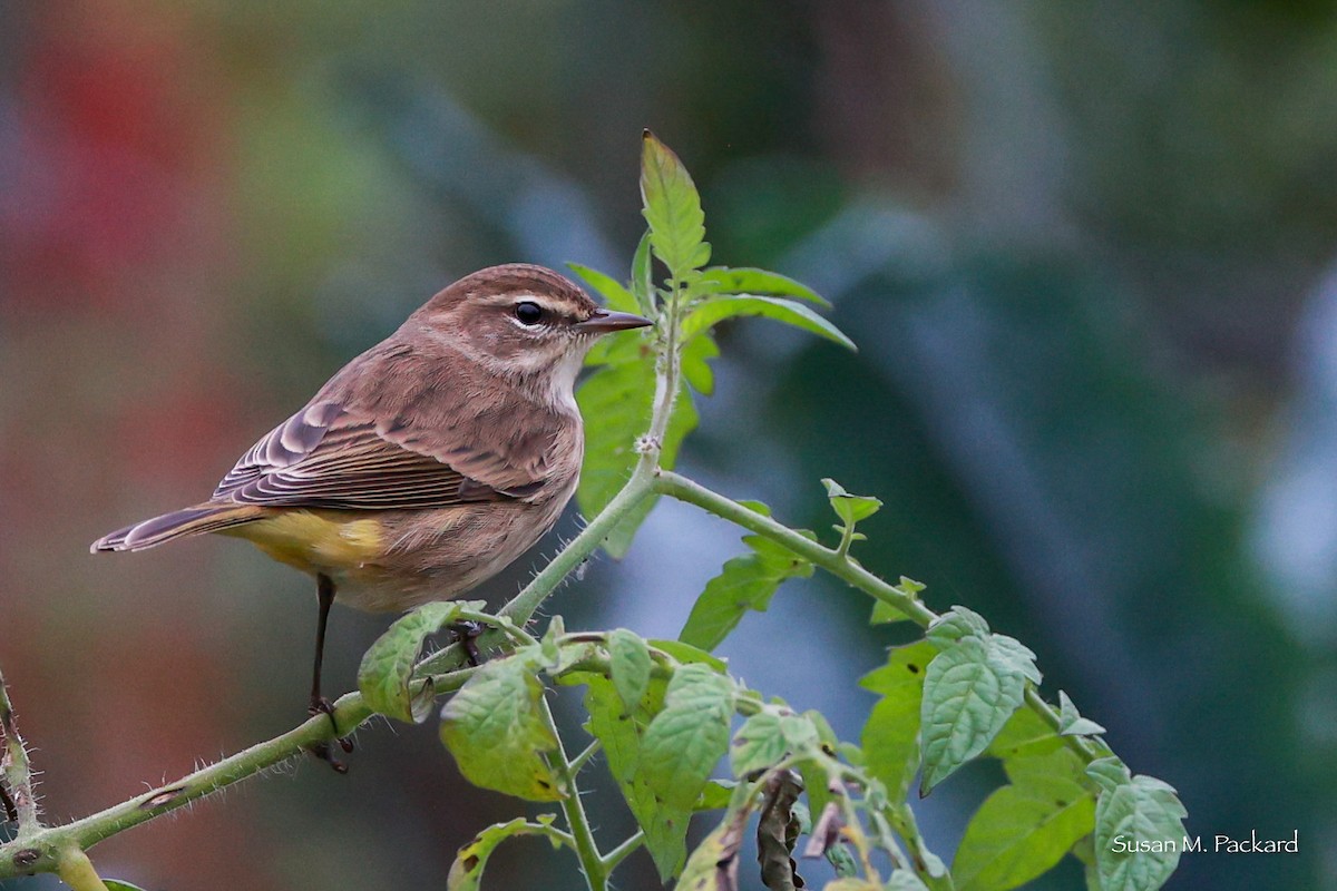 Palm Warbler - ML624185268