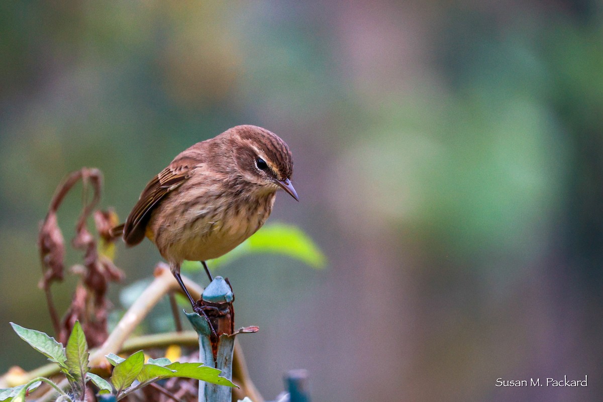 Palm Warbler - ML624185269