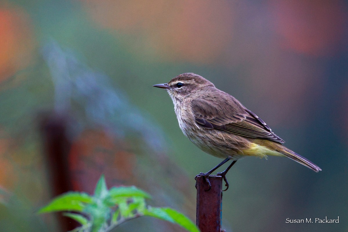 Palm Warbler - ML624185270