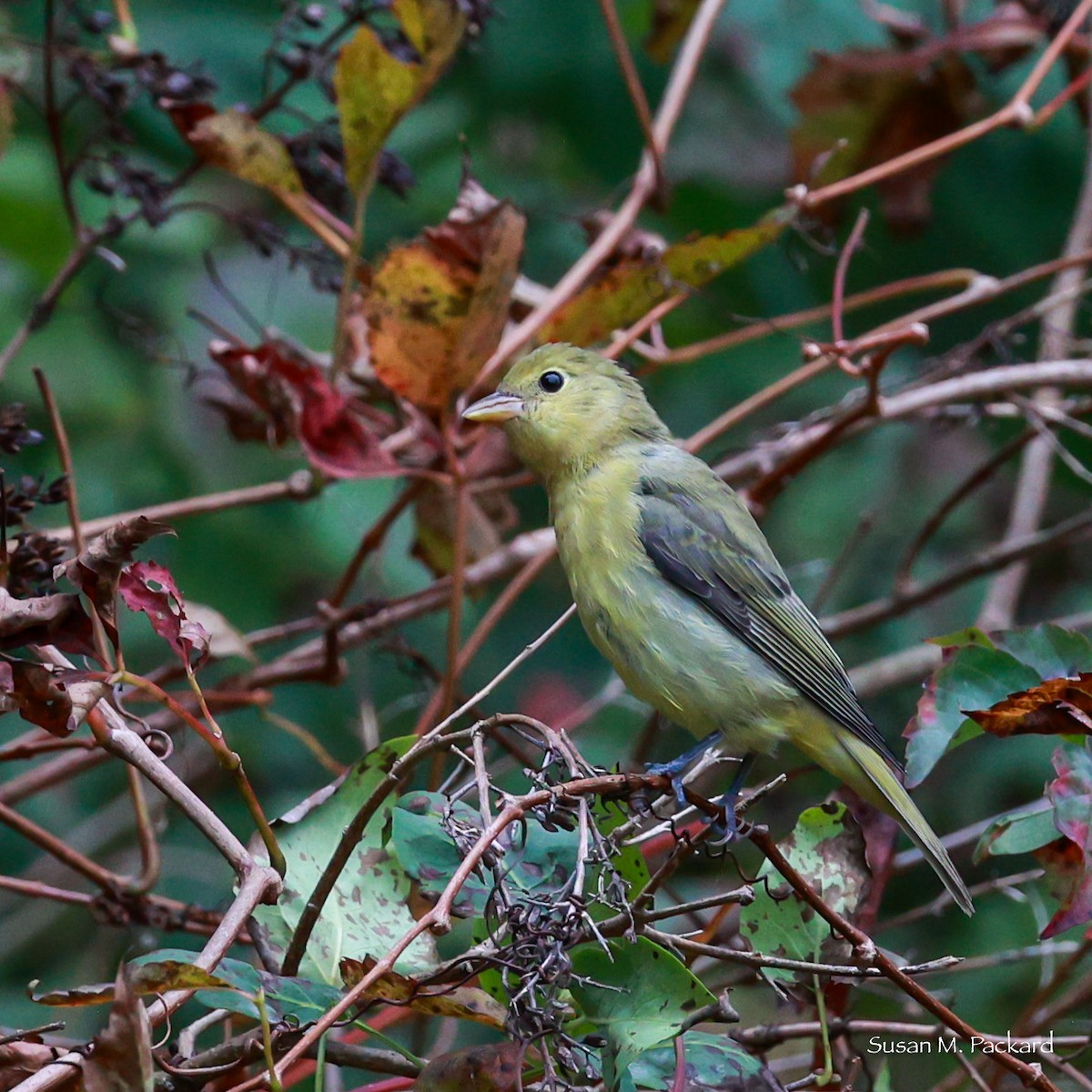 Scarlet Tanager - ML624185272