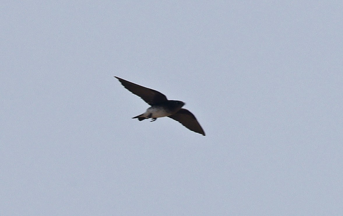 Gray-breasted Martin - Paul Chapman