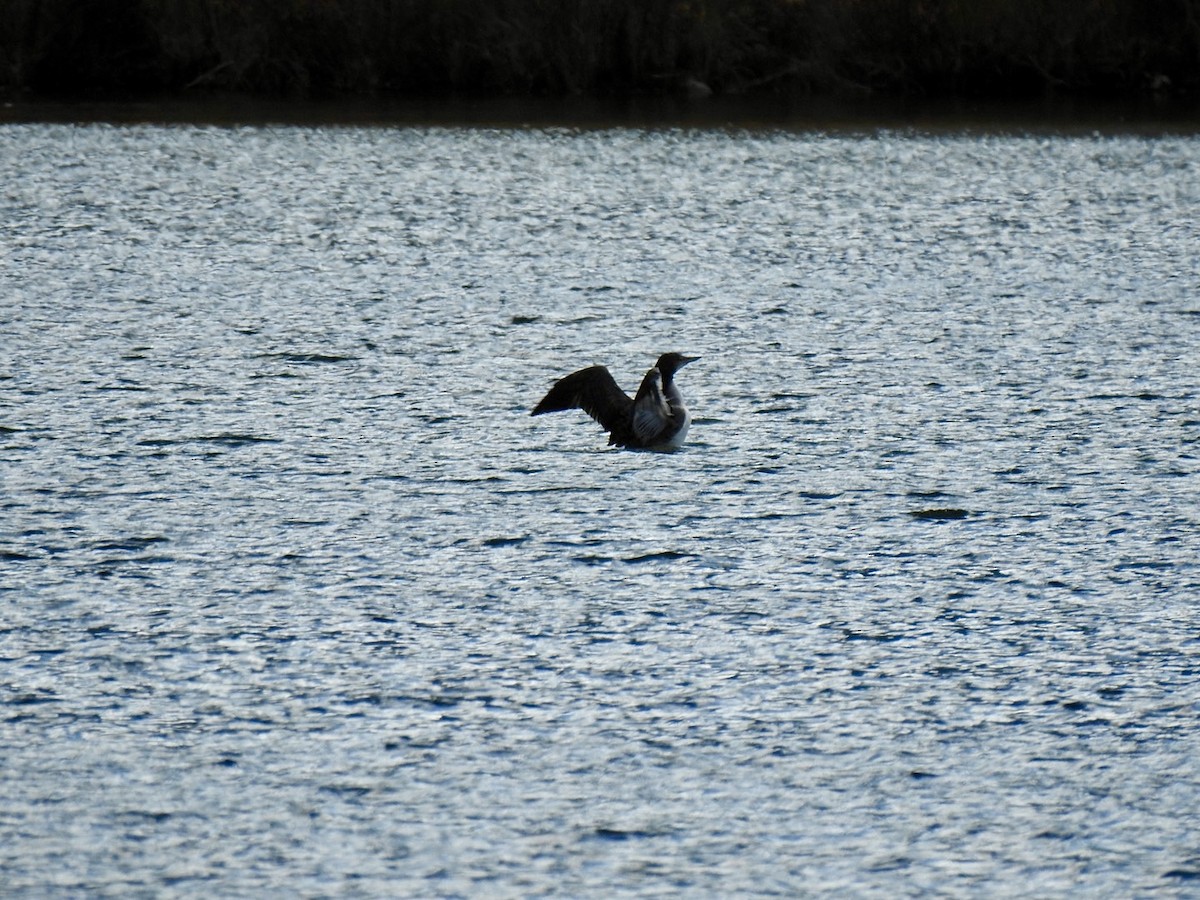 Common Loon - Stephen Bailey