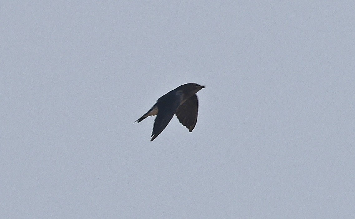 Gray-breasted Martin - ML624185277