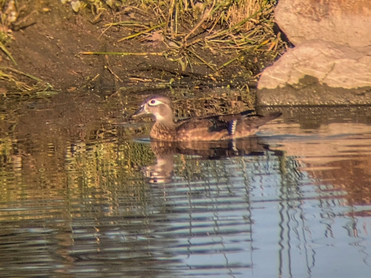 Wood Duck - ML624185278