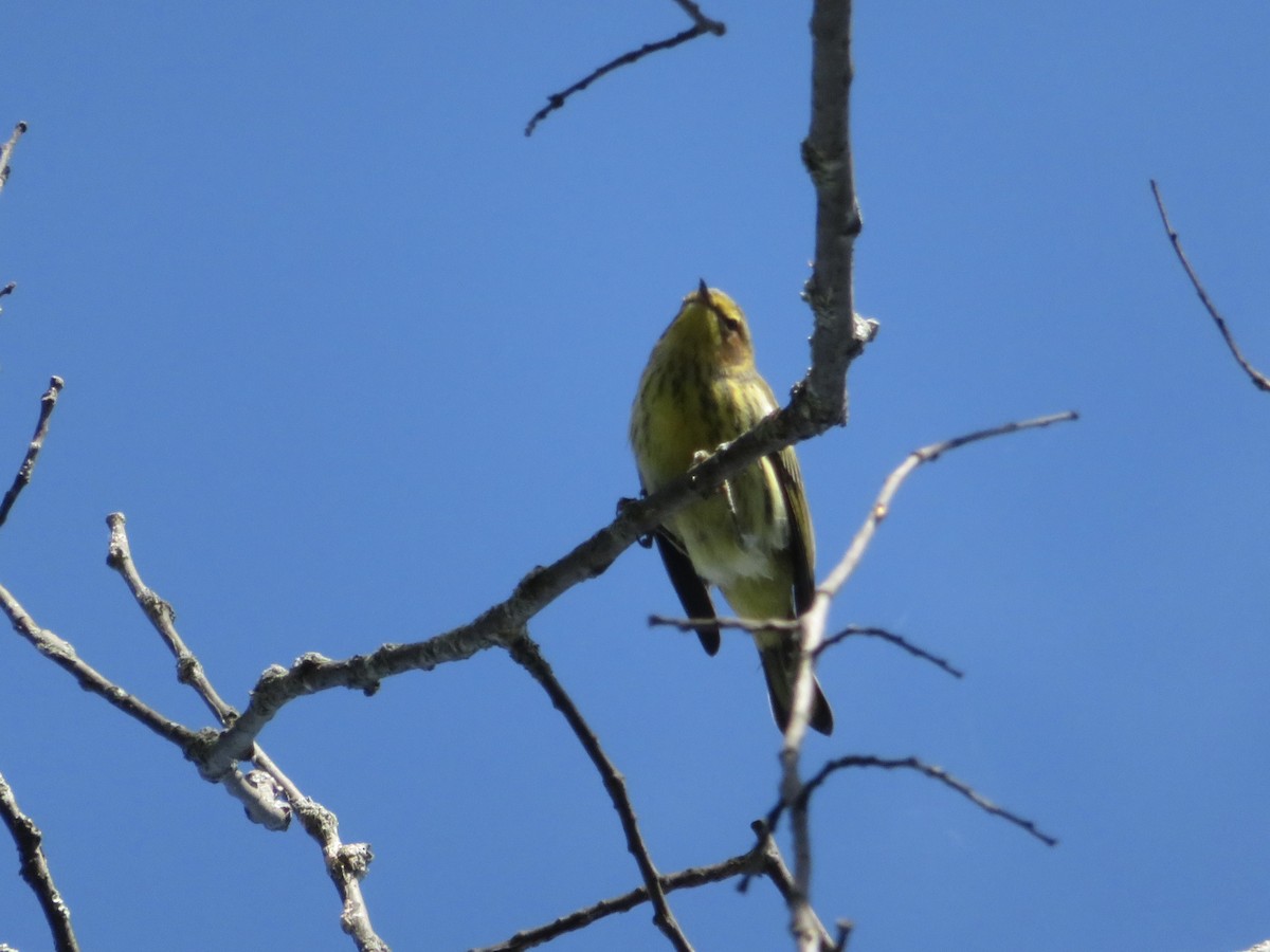 Cape May Warbler - ML624185281