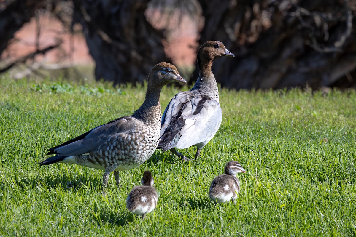 Maned Duck - ML624185283