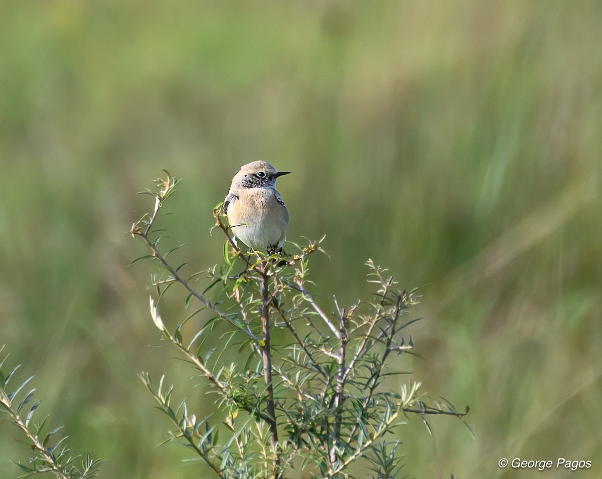 Desert Wheatear - ML624185284