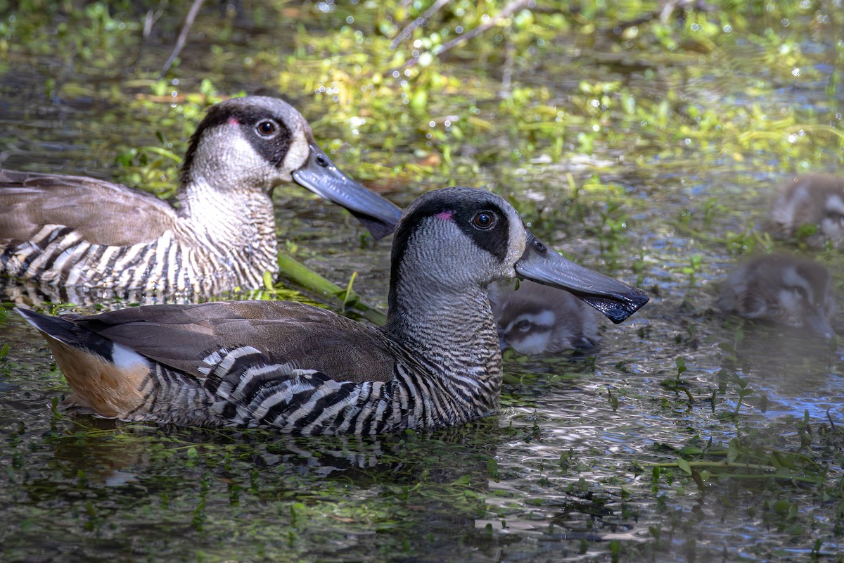 Pink-eared Duck - ML624185307