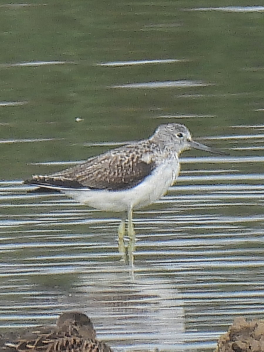 Common Greenshank - ML624185308