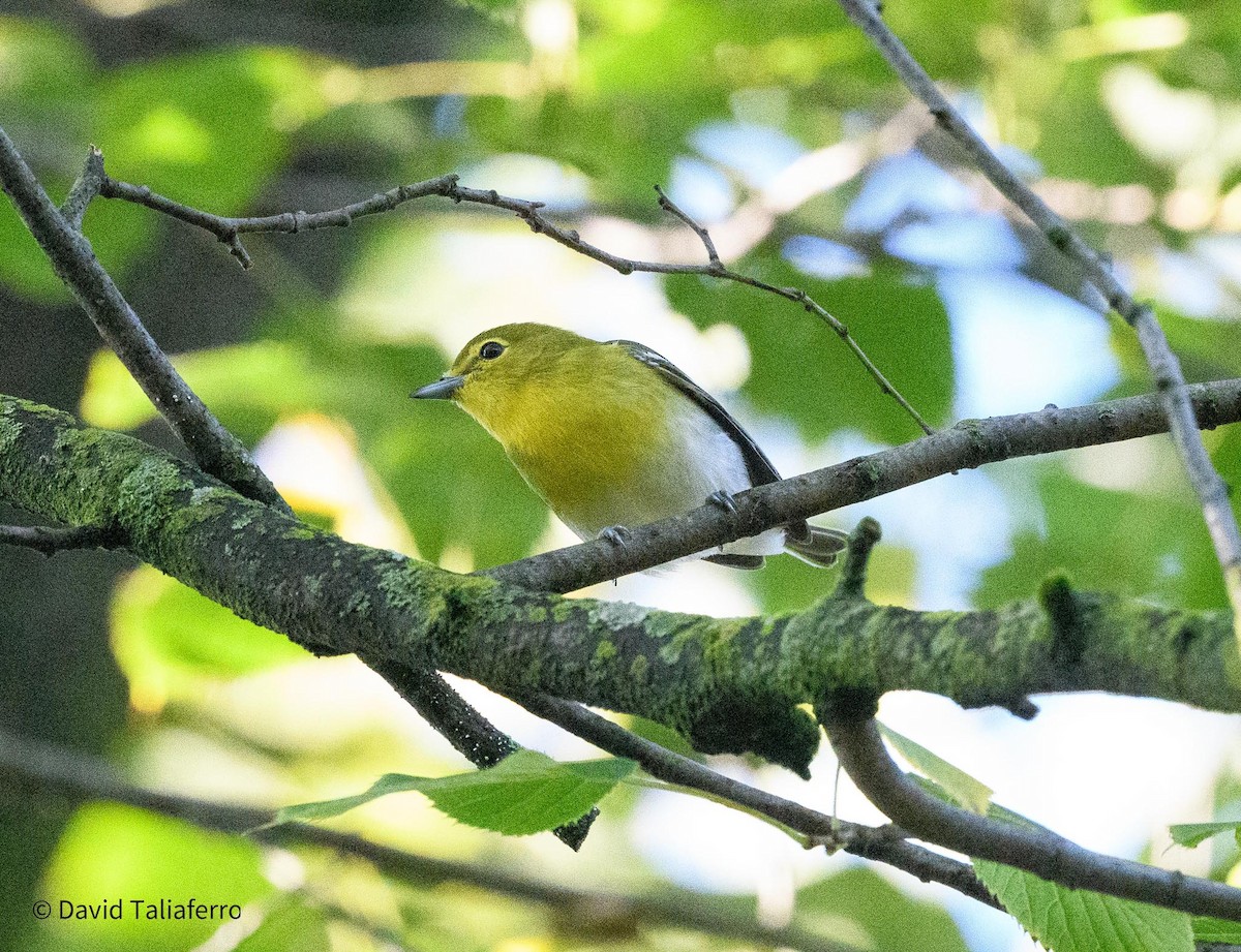 Vireo Gorjiamarillo - ML624185320