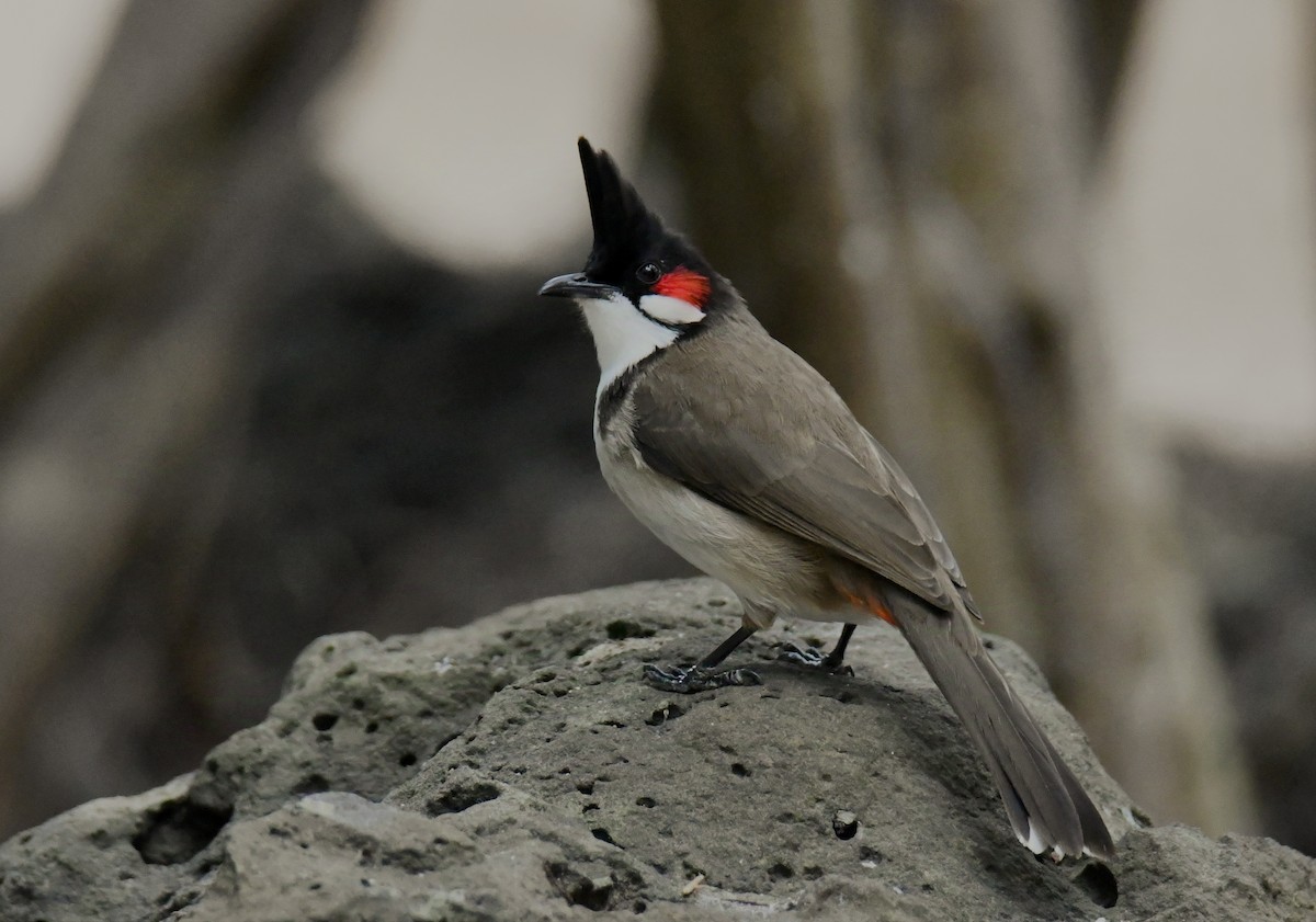 Red-whiskered Bulbul - ML624185325