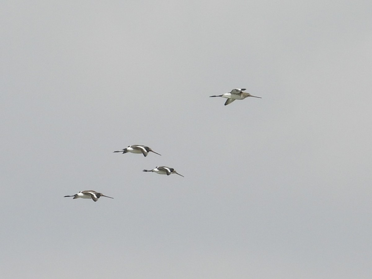 Black-tailed Godwit - ML624185330