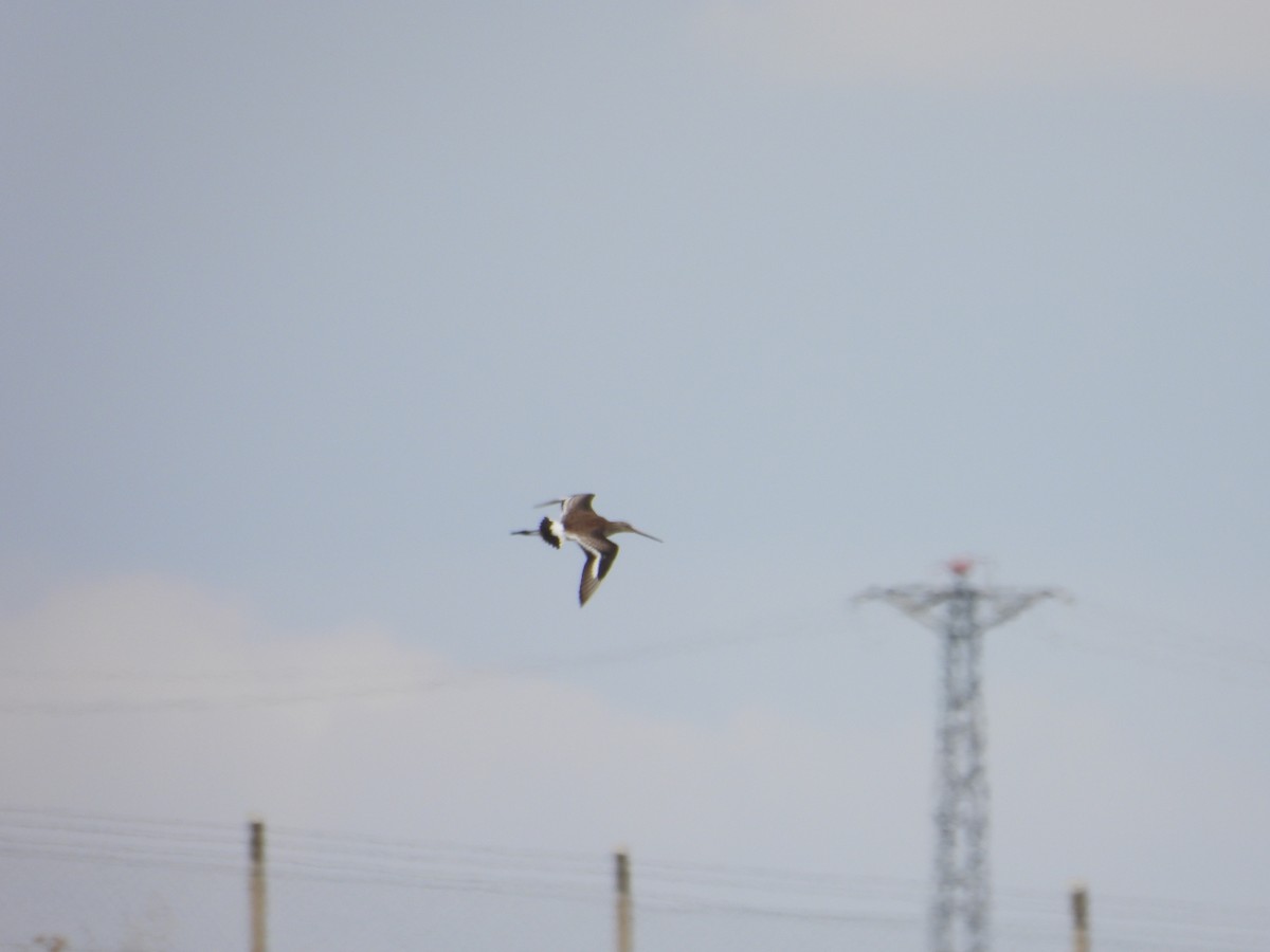 Black-tailed Godwit - ML624185331