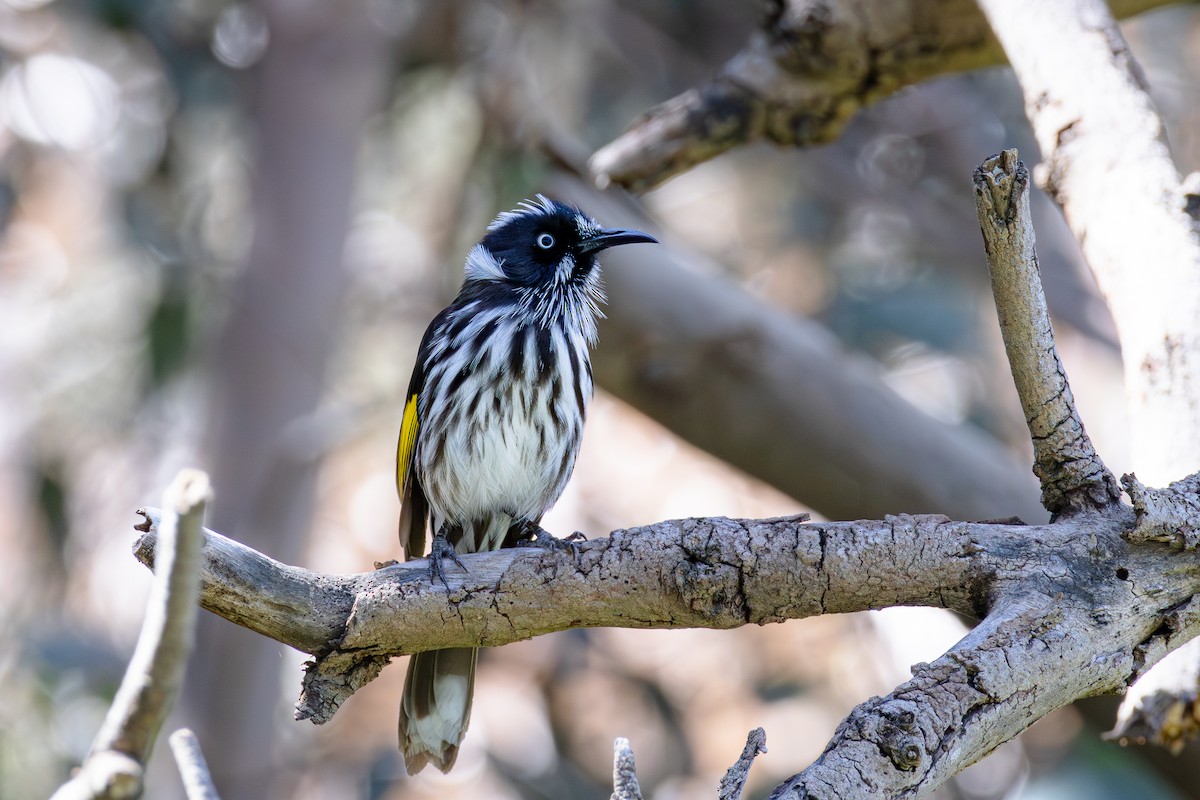 New Holland Honeyeater - ML624185337