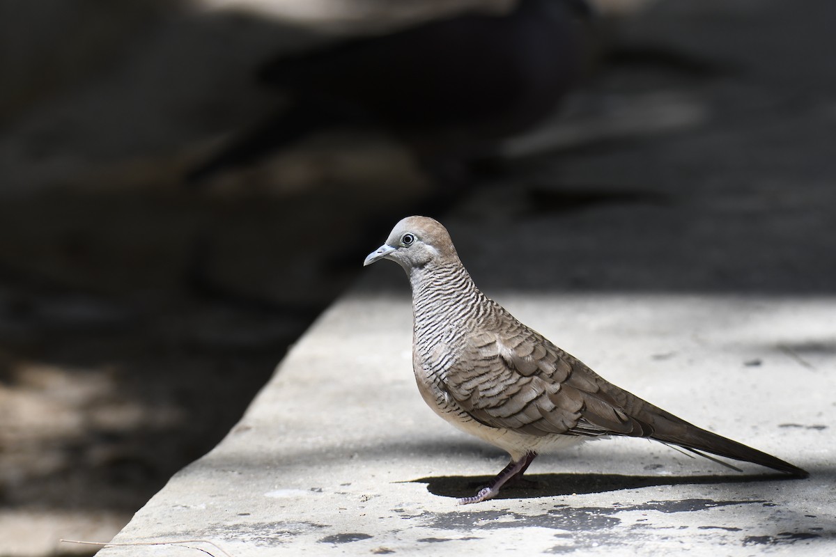 Zebra Dove - ML624185346