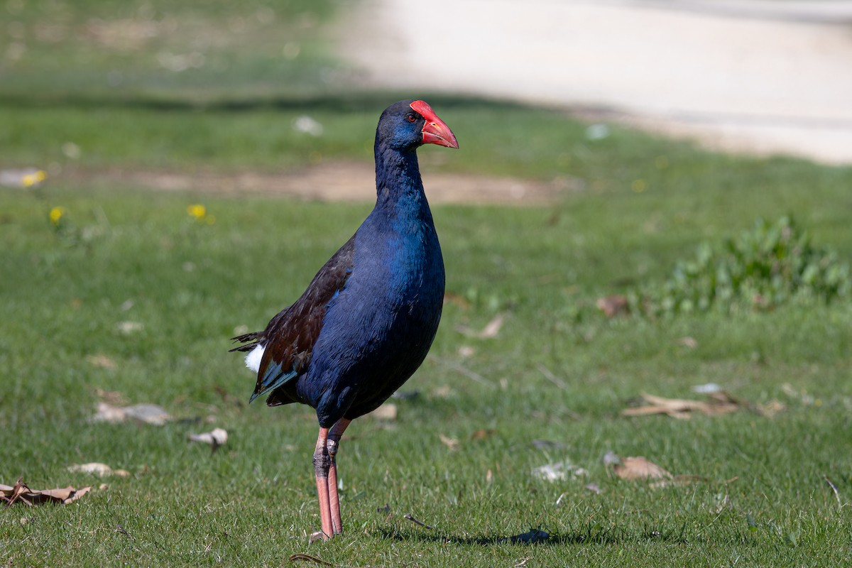 Australasian Swamphen - André  Zambolli