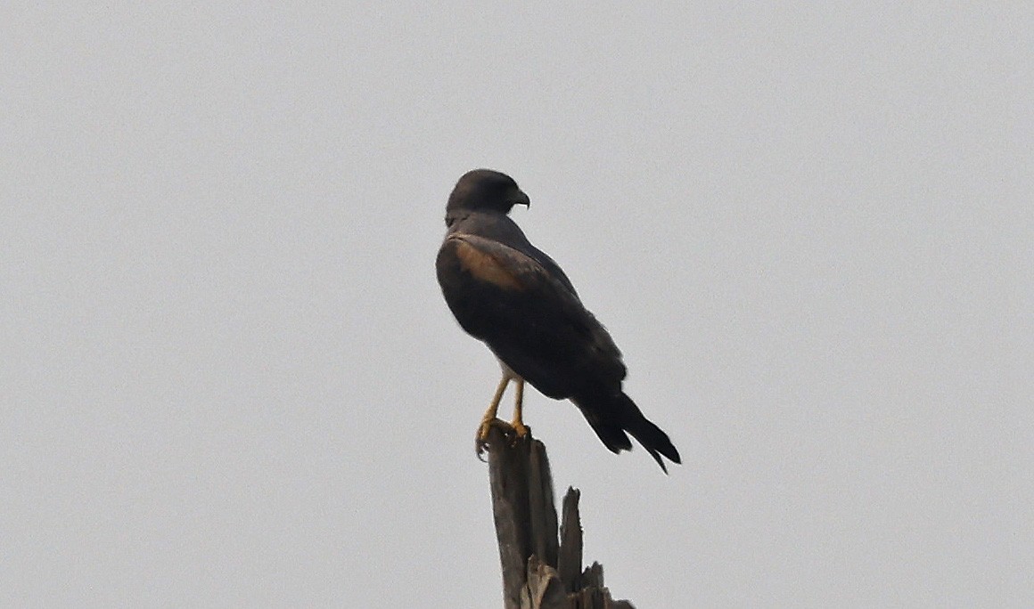 Weißschwanzbussard - ML624185351