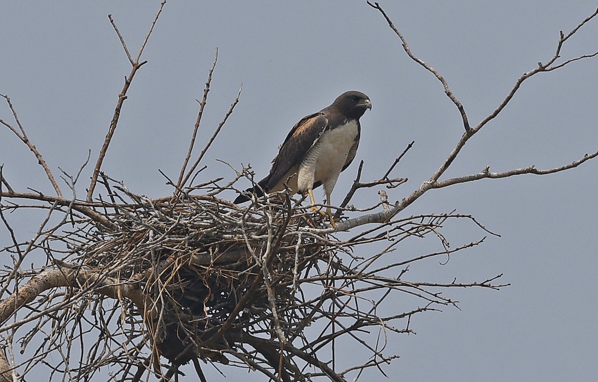 Weißschwanzbussard - ML624185352