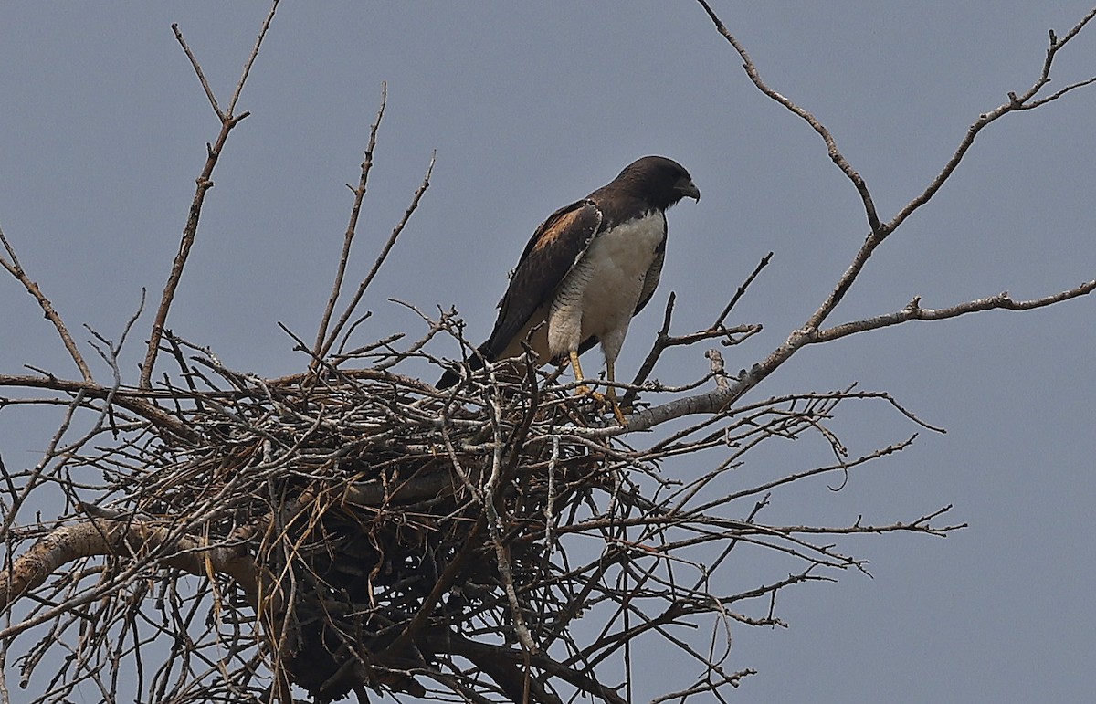 Weißschwanzbussard - ML624185357