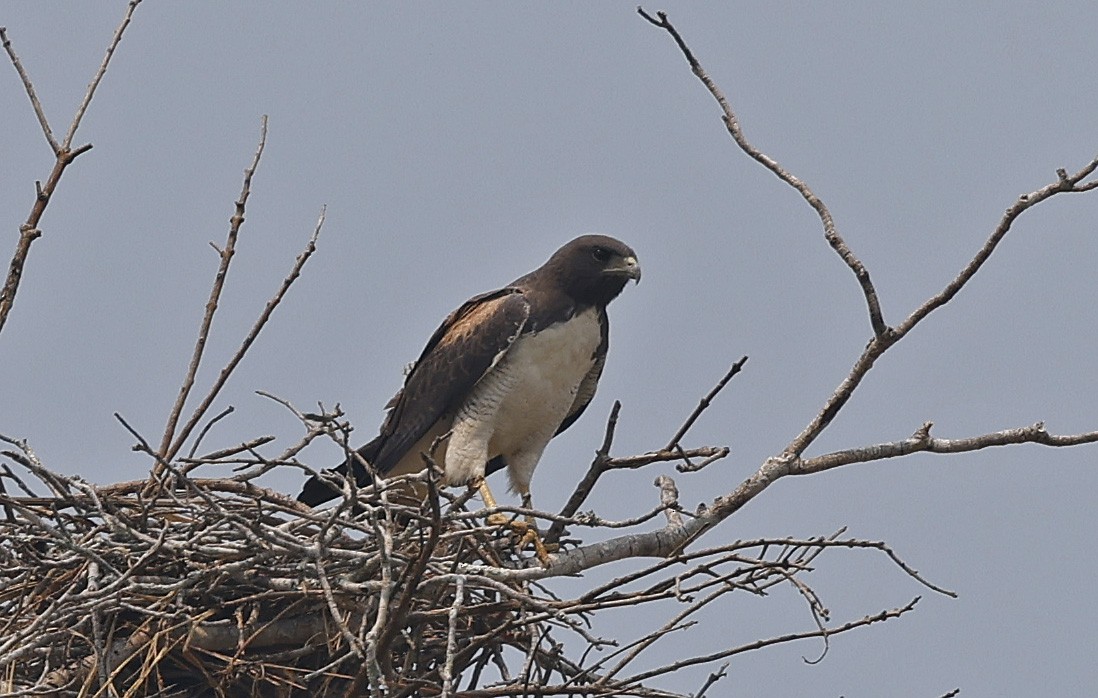 Weißschwanzbussard - ML624185358