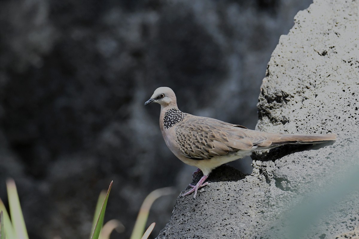 Spotted Dove - ML624185363