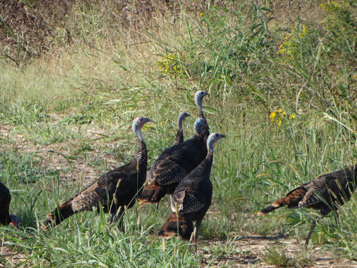 Wild Turkey - ML624185401