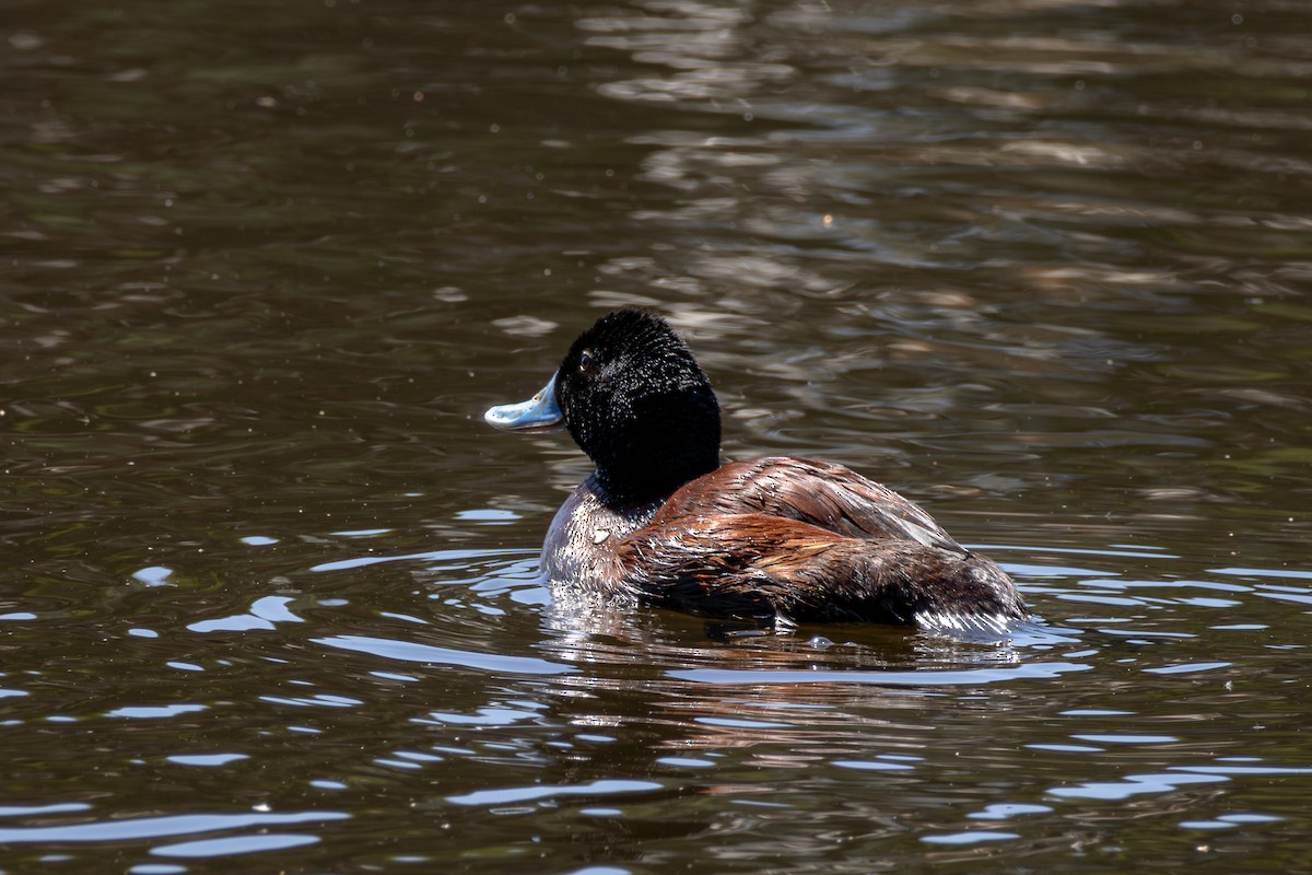 Blue-billed Duck - André  Zambolli