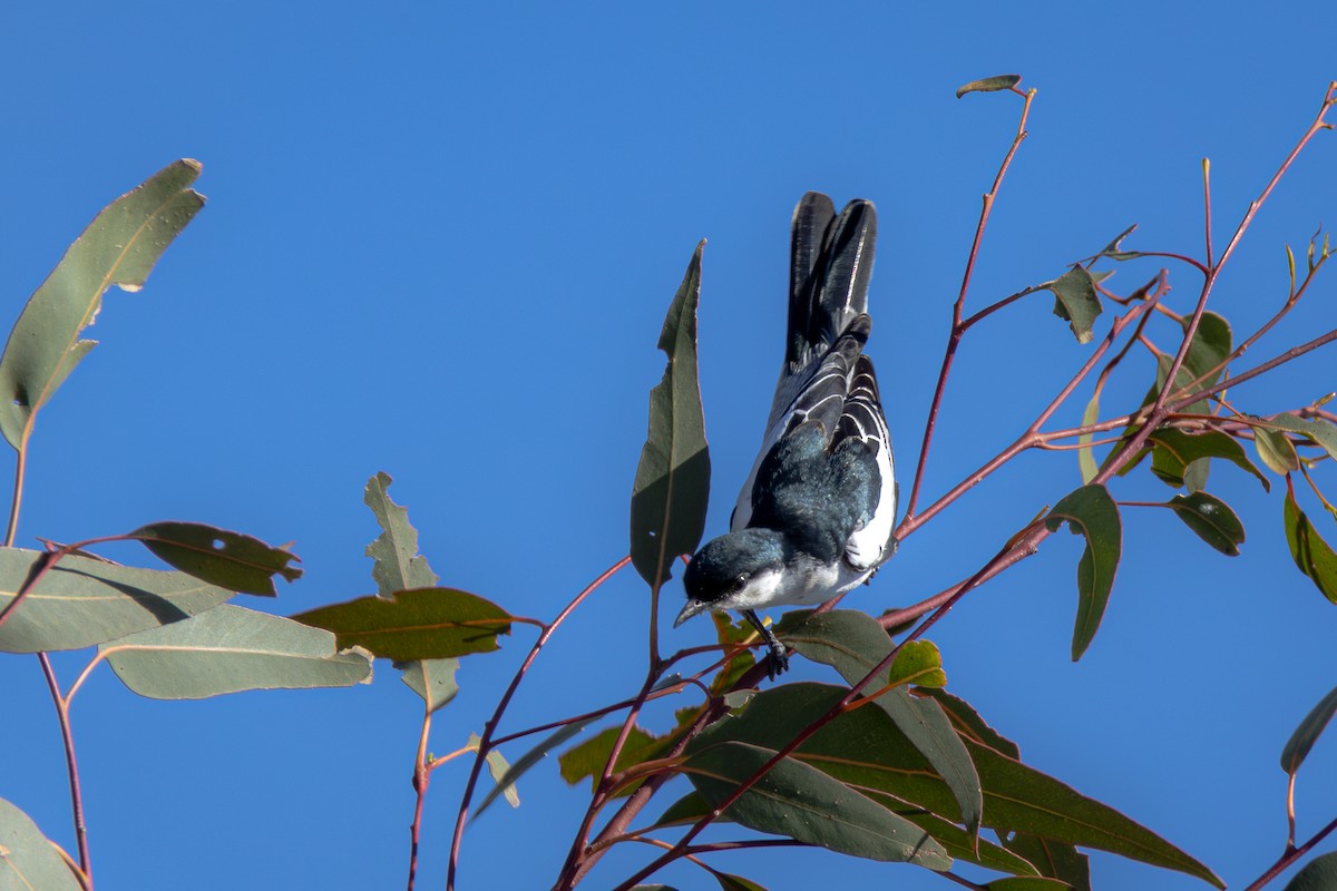 White-winged Triller - ML624185452