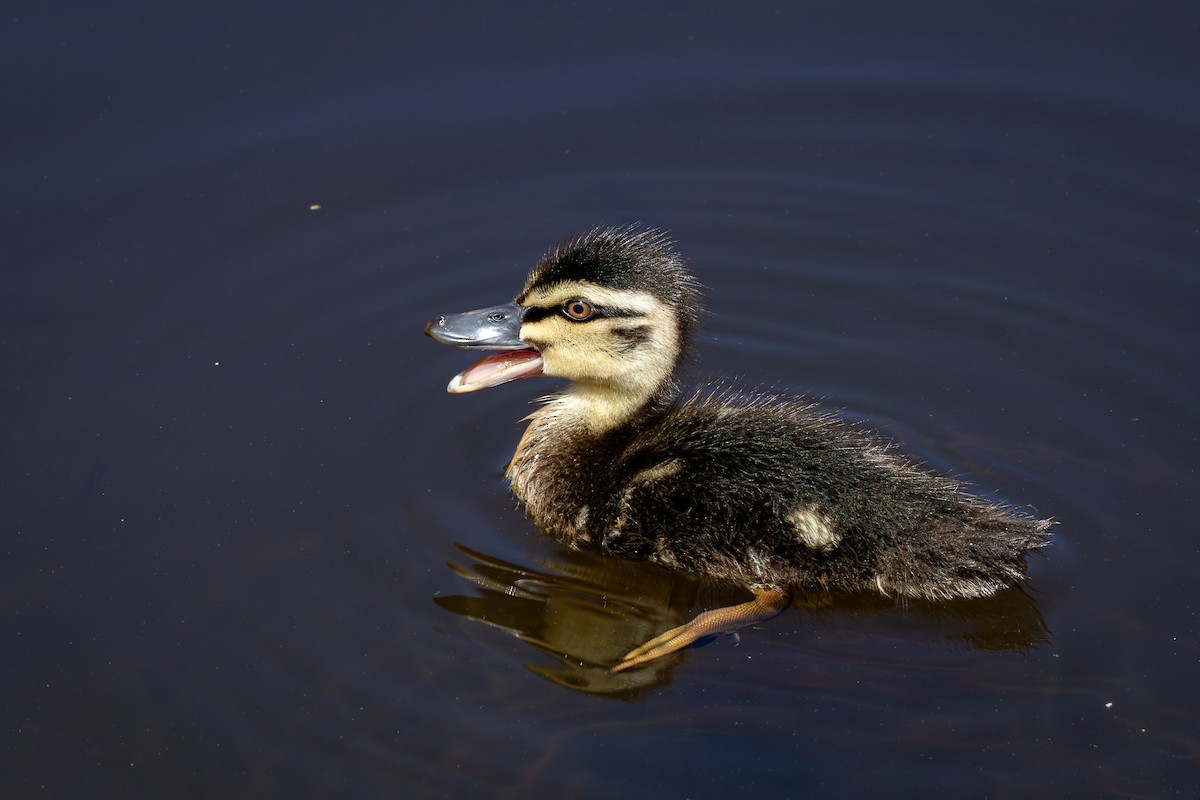 Pacific Black Duck - ML624185455