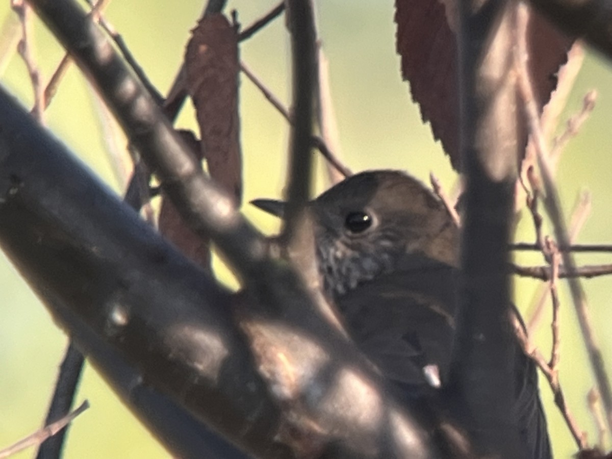 Gray-cheeked Thrush - Stephen Tyson